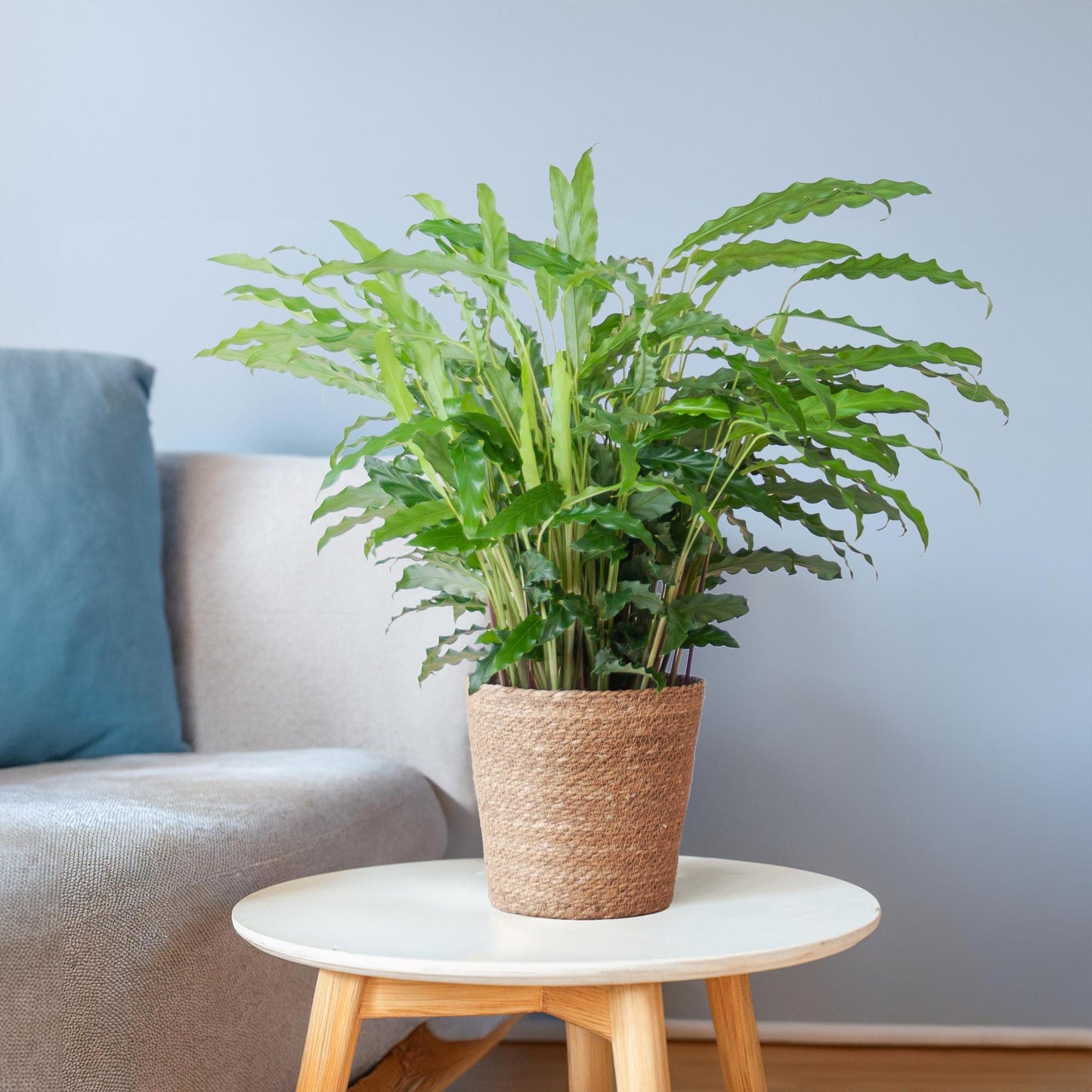 Fluwelen Calathea / Calathea rufibarba – ↕55cm – in Sofia pot