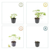 24x Geranium 'Tiny Monster' - ↕10-25cm - Ø9cm