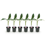 Green boutiQ - Fruitplant - Bananen plant - Musa sikkemensis Red Tiger - Winterhard - 6 planten - Pot 17cm Hoogte 40cm