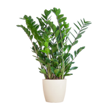 Zamioculcas Zamiifolia avec pot Viber blanc - 80cm - Ø21