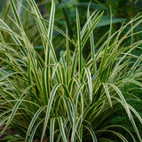 Green boutiQ - Siergrassen - Carex morrowii Ice Dance  - Wit & Groen - 2 Planten - Bladhoudend - Weinig Onderhoud - Pot 17cm Hoogte 50cm