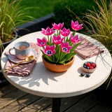 Green boutiQ - Bulbes de fleurs - Tulipe Little Beauty - Couleur Rose foncé - 25 pièces - Taille du bulbe 6/7 - Pack XXL