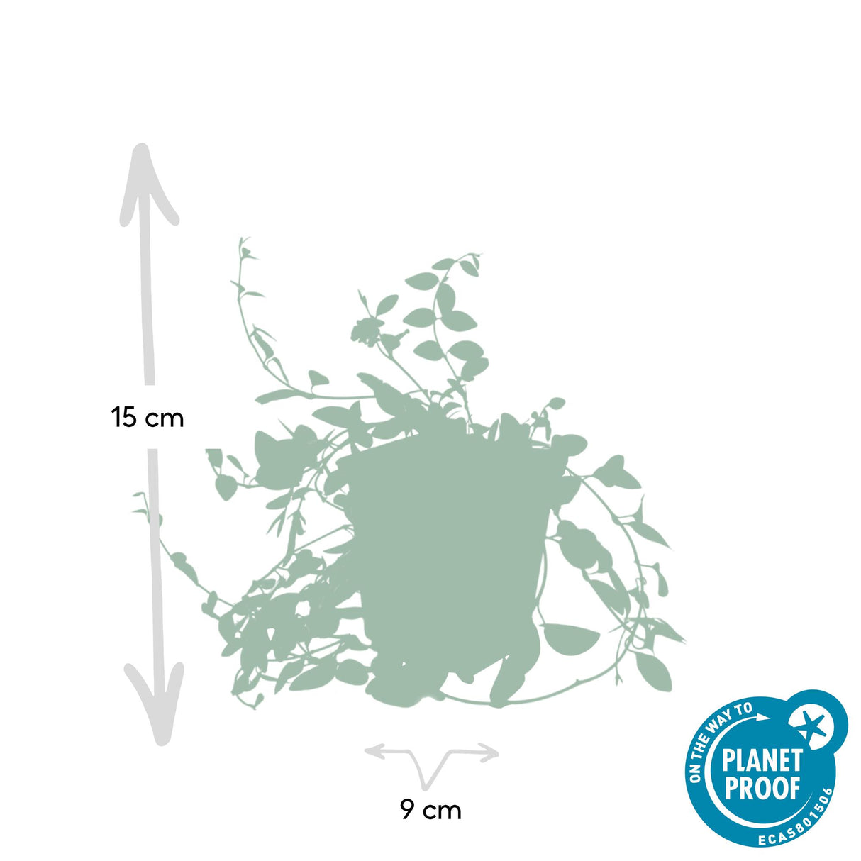 24x Vinca minor 'Atropurpurea', - ↕10-25cm - Ø9cm