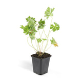 12x Geranium Rozanne - ↕10-25cm - Ø9cm