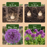 30x Allium Purple Sensation - Sierui - Paars - Zomerbloeier - Bolmaat 10/12