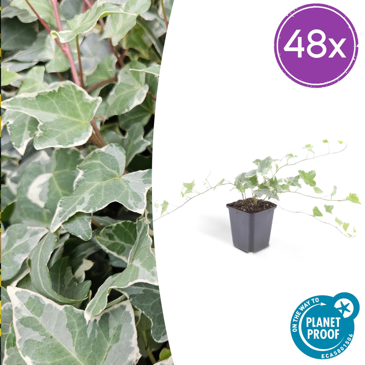 48x Hedera helix 'Glacier' - ↕10-25cm - Ø9cm