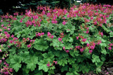 20x Geranium macr. 'Czakor' - ↕10-25cm - Ø9cm