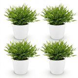 Bamusa Pogonatherum Monica - Bamboegras - Huisdiervriendelijke Plant - Groen - 4 Planten - met Potter Wit - Pot 12cm - Hoogte 20cm
