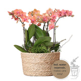 Kolibri Orchids | oranje plantenset in Reed Basket incl. waterreservoir | drie oranje orchideeën Bolzano 9cm en drie groene planten Rhipsalis | Jungle Bouquet oranje met zelfvoorzienend waterreservoir