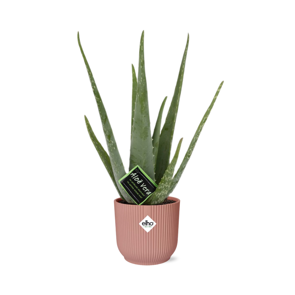 Aloe Vera 12cm in ELHO Vibes Fold 14cm roze