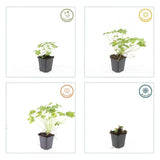 40x Geranium macr. 'Czakor' - ↕10-25cm - Ø9cm