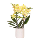 Kolibri Orchids | Gele orchidee Albenga + Floral sierpot lichtblauw - potmaat Ø9cm | bloeiende kamerplant - vers van de kweker