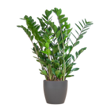 Zamioculcas Zamiifolia avec pot Viber gris - 80cm - Ø21
