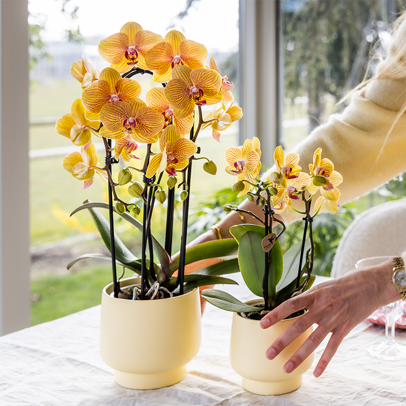 Kolibri Orchids | Oranje phalaenopsis orchidee potmaat Ø12cm | Sunny Bunny | bloeiende kamerplant - vers van de kweker