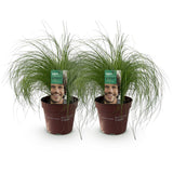 Siergrassen - Stipa tenuifolia Pony Tails - Groen - 2 Planten - Bladhoudend - Weinig Onderhoud - Pot 17cm Hoogte 50cm