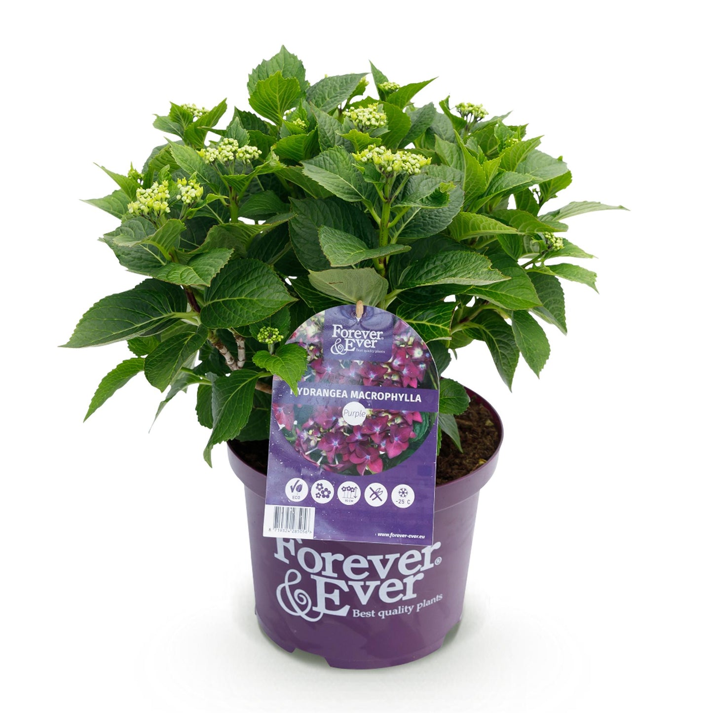 Hortensia - Hydrangea Forever & Ever - Paars - 7-12 Bloemen - Pot 23cm Hoogte 55cm