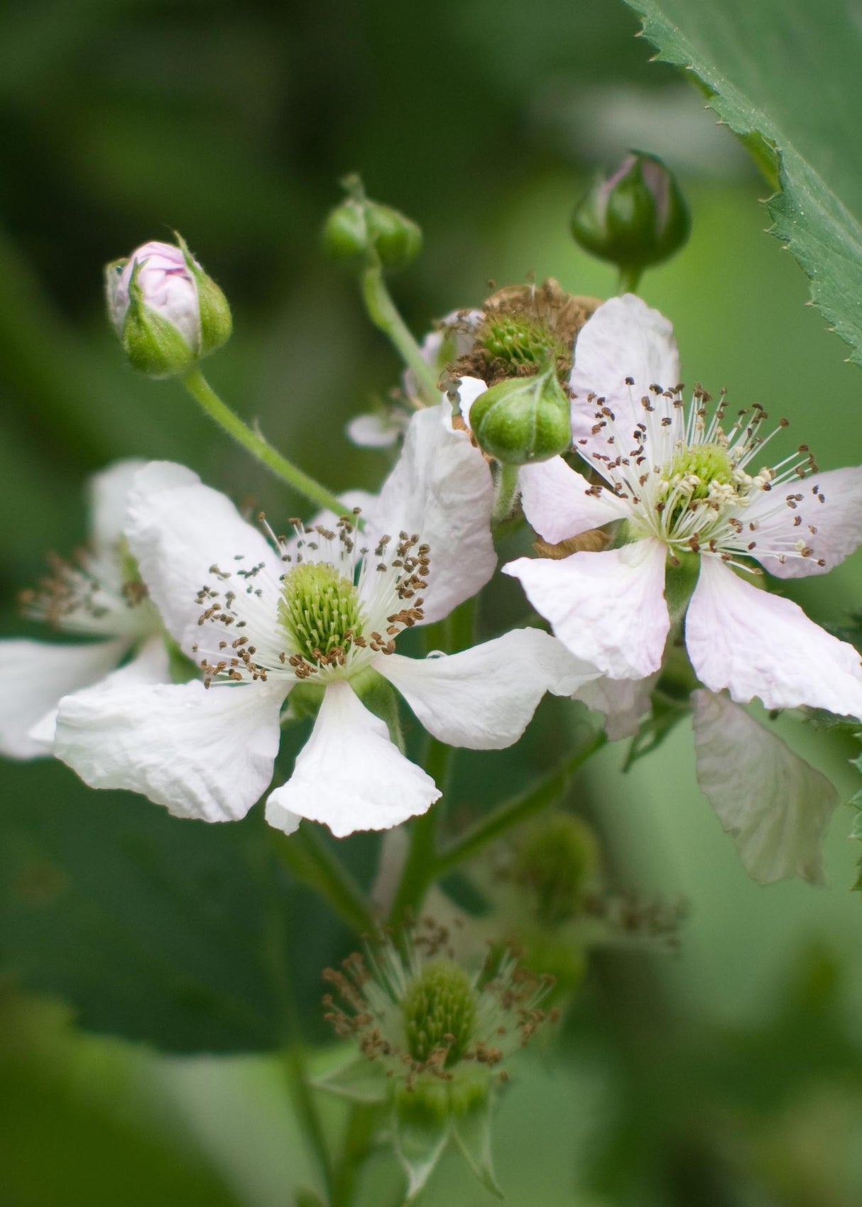Rubus fruticosus 'Thornless Evergreen' - Dornenlose Brombeere - ↕45cm - Ø13cm