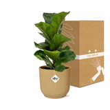 Ficus Lyrata ‘Bambino’ in ELHO Vibes Fold 14cm geel