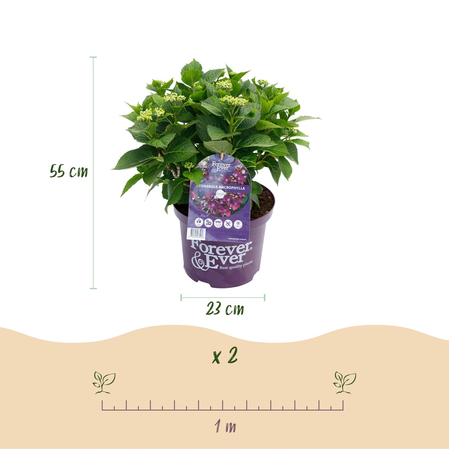 Hortensia - Hydrangea Forever & Ever - Paars - 7-12 Bloemen - Pot 23cm Hoogte 55cm