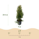 Green boutiQ - Haagplanten - Thuja occidentalis Smaragd - blad groen - 8 planten - 1 strekkende meter - groenblijvend - pot 9cm hoogte 30-35cm