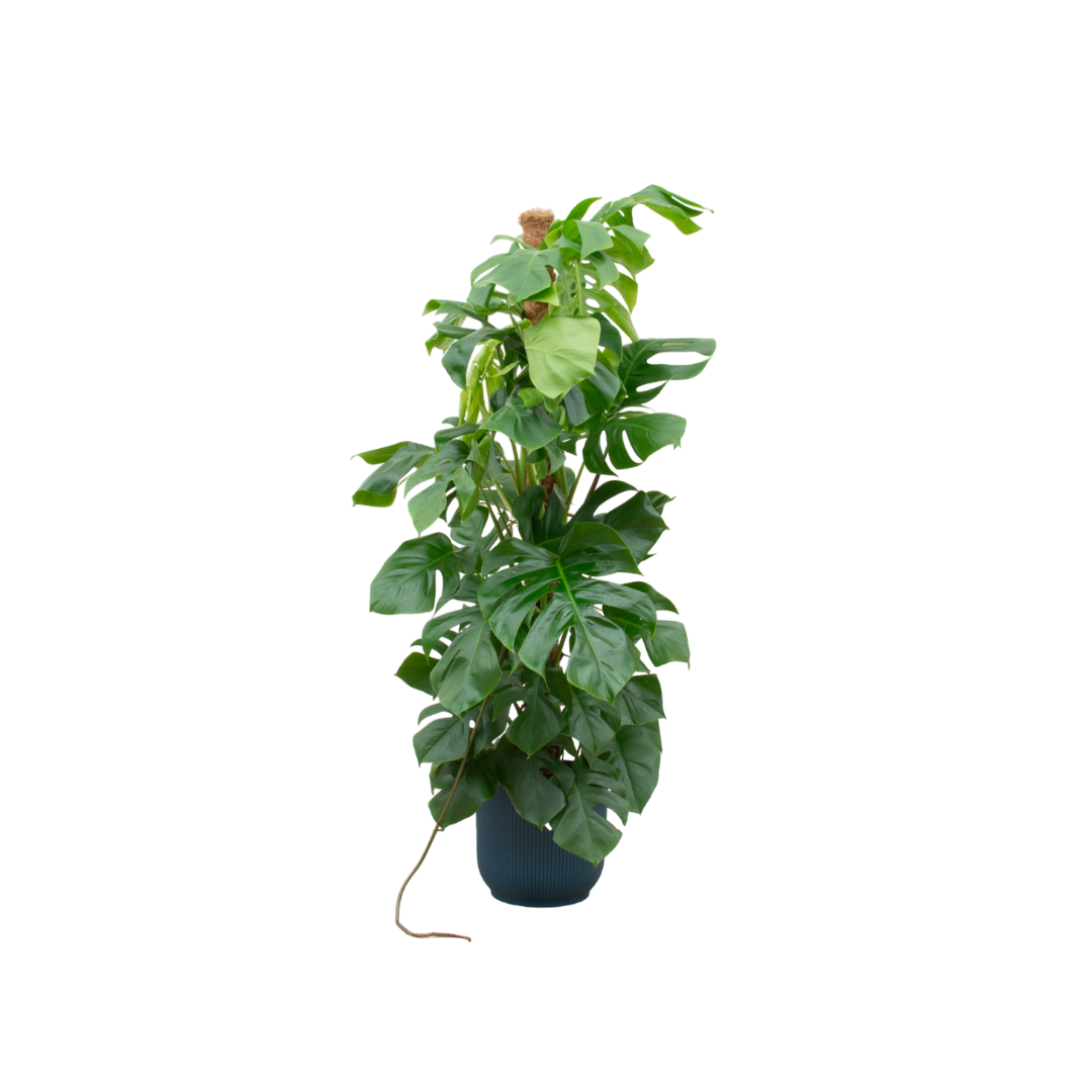 Monstera Pertusum + Pot Blauw - ↕150cm - Ø30cm