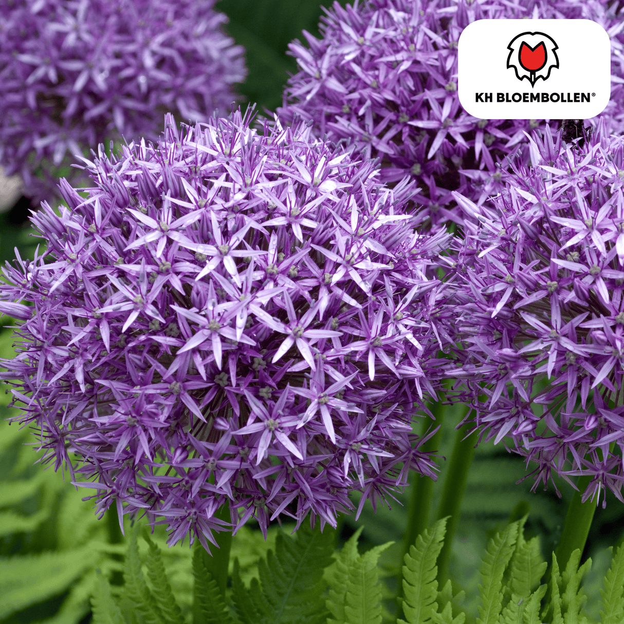 Allium Globemaster 5 pièces