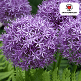 Allium Globemaster 5 pièces