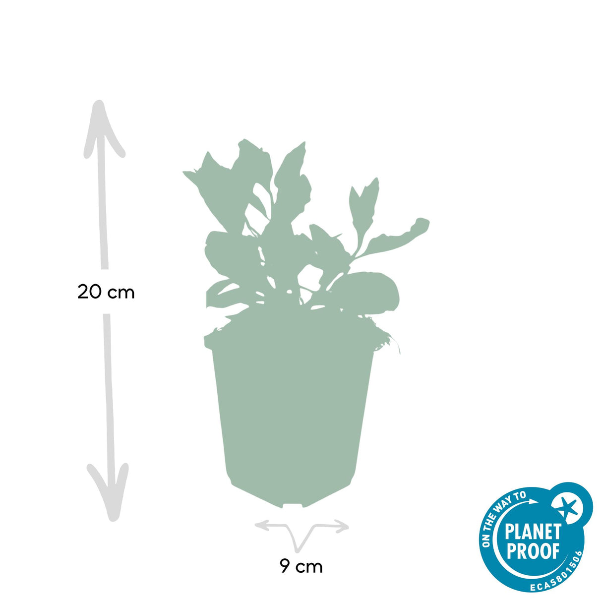 48x Aster ageratoides 'Asran' - ↕10-25cm - Ø9cm