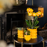 Kolibri Orchids | oranje gouden Phalaenopsis orchidee potmaat Ø12cm | Jewel Las Vegas | bloeiende kamerplant - vers van de kweker