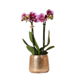 Kolibri Orchids | Roze paarse Phalaenopsis orchidee - El Salvador + Luxury gouden sierpot - potmaat Ø9cm - 35cm hoog | bloeiende kamerplant - vers van de kweker