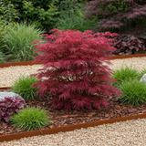 Green boutiQ - Terrasplant - Japanse Esdoorn - Acer palmatum Skeetsers Broom - Paars - 2 Planten - Bladverliezend - Pot 19cm Hoogte 70cm