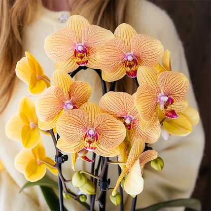 Kolibri Orchids | Oranje phalaenopsis orchidee potmaat Ø12cm | Sunny Bunny | bloeiende kamerplant - vers van de kweker