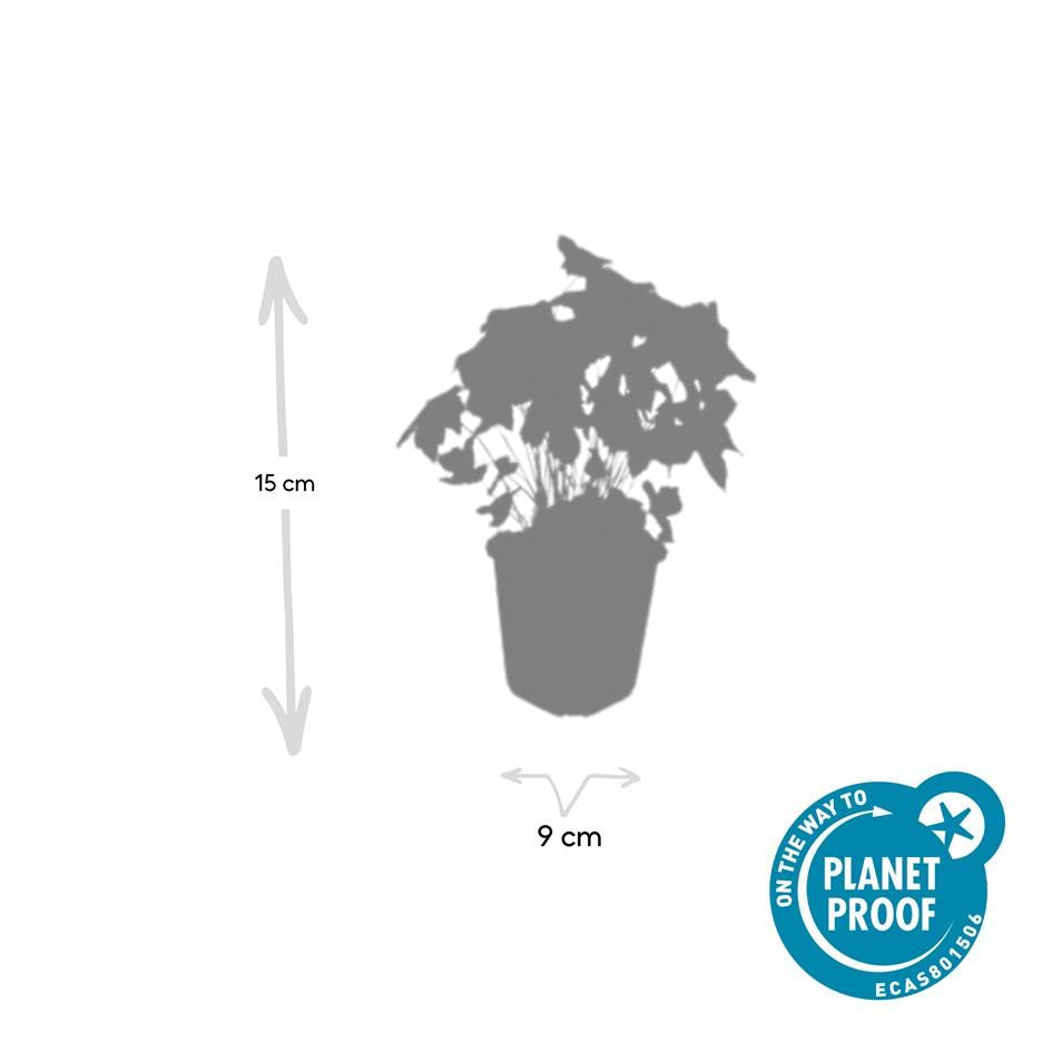 20x Geranium nodosum - ↕10-25cm - Ø9cm