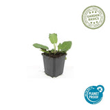 48x Salvia nem. 'Mainacht' - ↕10-25cm - Ø9cm