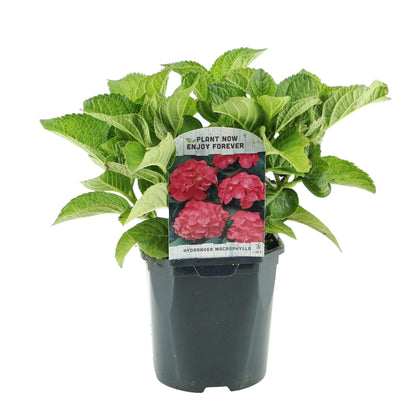Green boutiQ - Hortensia - Hydrangea macrophylla Red - Bloem Rood - 1 Plant - Bladverliezend - Weinig Onderhoud - Pot 17cm Hoogte 30cm