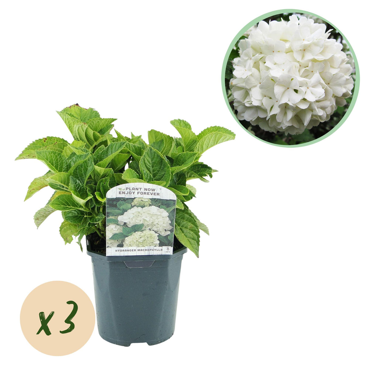 Hortensia / Hydrangea macrophylla Wit – ↕30 cm – ⌀17 cm