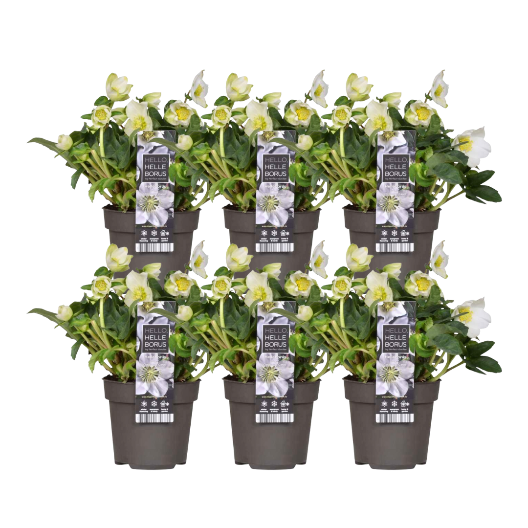 6x Helleborus niger 'Christmas Carol' | Ø 12 cm  | ↕ 20 cm