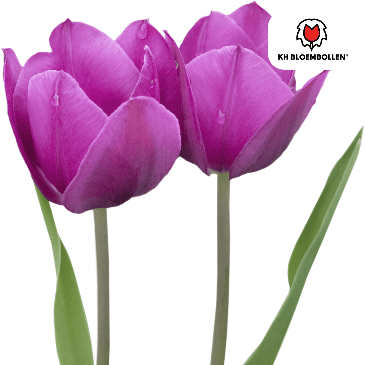 Tulpenzwiebeln Purple Prince – 20 Stück | KH Bloembollen® | Lila-Violette Tulpe – Kräftig & Königliche – Für Garten oder Topf – Größe 11/12 – Frisch vom Züchter