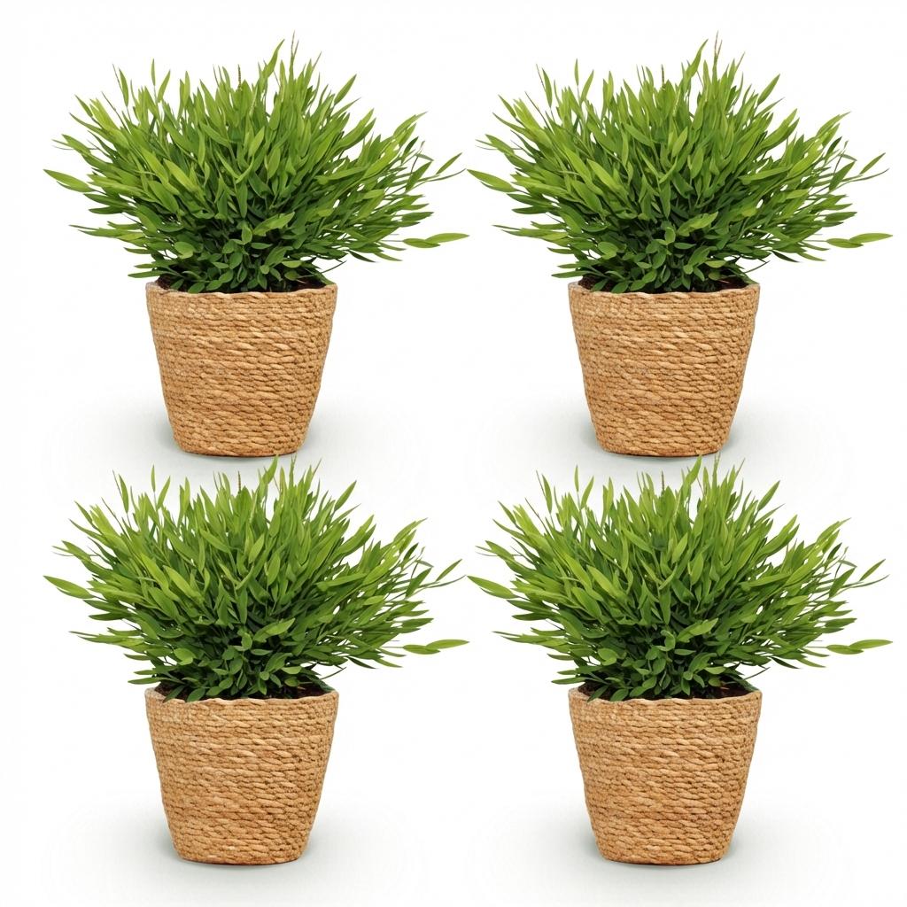 Bamusa Pogonatherum Monica - Bamboegras - Huisdiervriendelijke Plant - Groen - 4 Planten - met Mand - Pot 12cm - Hoogte 20cm