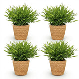 Bamusa Pogonatherum Monica - Bamboegras - Huisdiervriendelijke Plant - Groen - 4 Planten - met Mand - Pot 12cm - Hoogte 20cm
