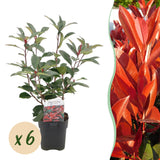 Green boutiQ - Haagplanten - Photinia fraseri Red Robin - groen rood  - 6 planten - 1 strekkende meter - groenblijvend - pot 17cm hoogte 50cm