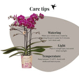 Kolibri Orchids | Paarse Phalaenopsis Orchidee - Mineral Morelia in Retro Sierpot Paars met Giftbox - Ø9 cm
