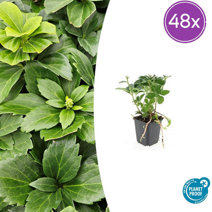48x Pachysandra terminalis - ↕10-25cm - Ø9cm