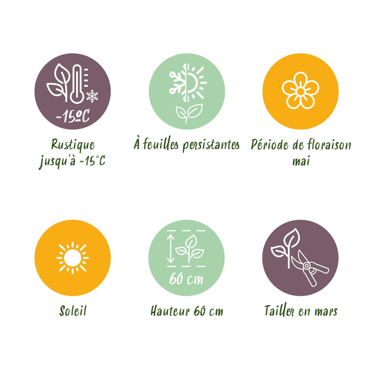 Siergrassen -  Carex oshimensis Everillo - Geel - 4 Planten - Bladhoudend - Weinig Onderhoud - Pot 17cm Hoogte 50cm