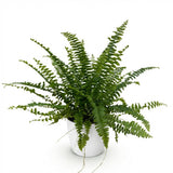 Nephrolepsis exaltata Green Lady - Varen - Huisdiervriendelijke Plant - Groen - 1 Plant - met Potter Wit - Pot 12cm - Hoogte 25cm