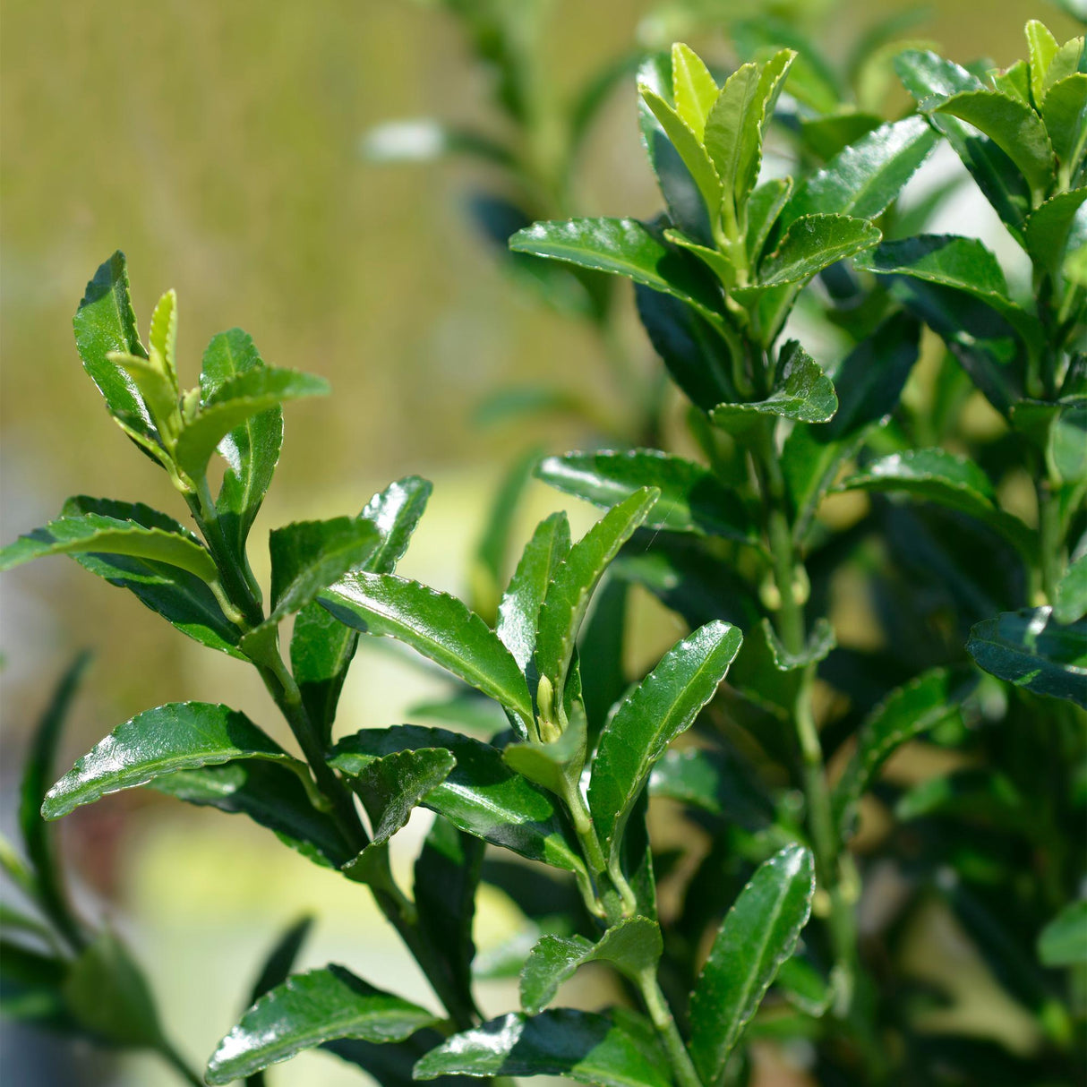 Green boutiQ - Haagplanten - Euonymus japonica Green Spire -  blad groen - 8 planten - 1 strekkende meter - groenblijvend - pot 9cm hoogte 20-25cm