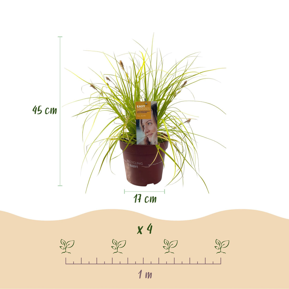 Siergrassen -  Carex oshimensis Everillo - Geel - 4 Planten - Bladhoudend - Weinig Onderhoud - Pot 17cm Hoogte 50cm