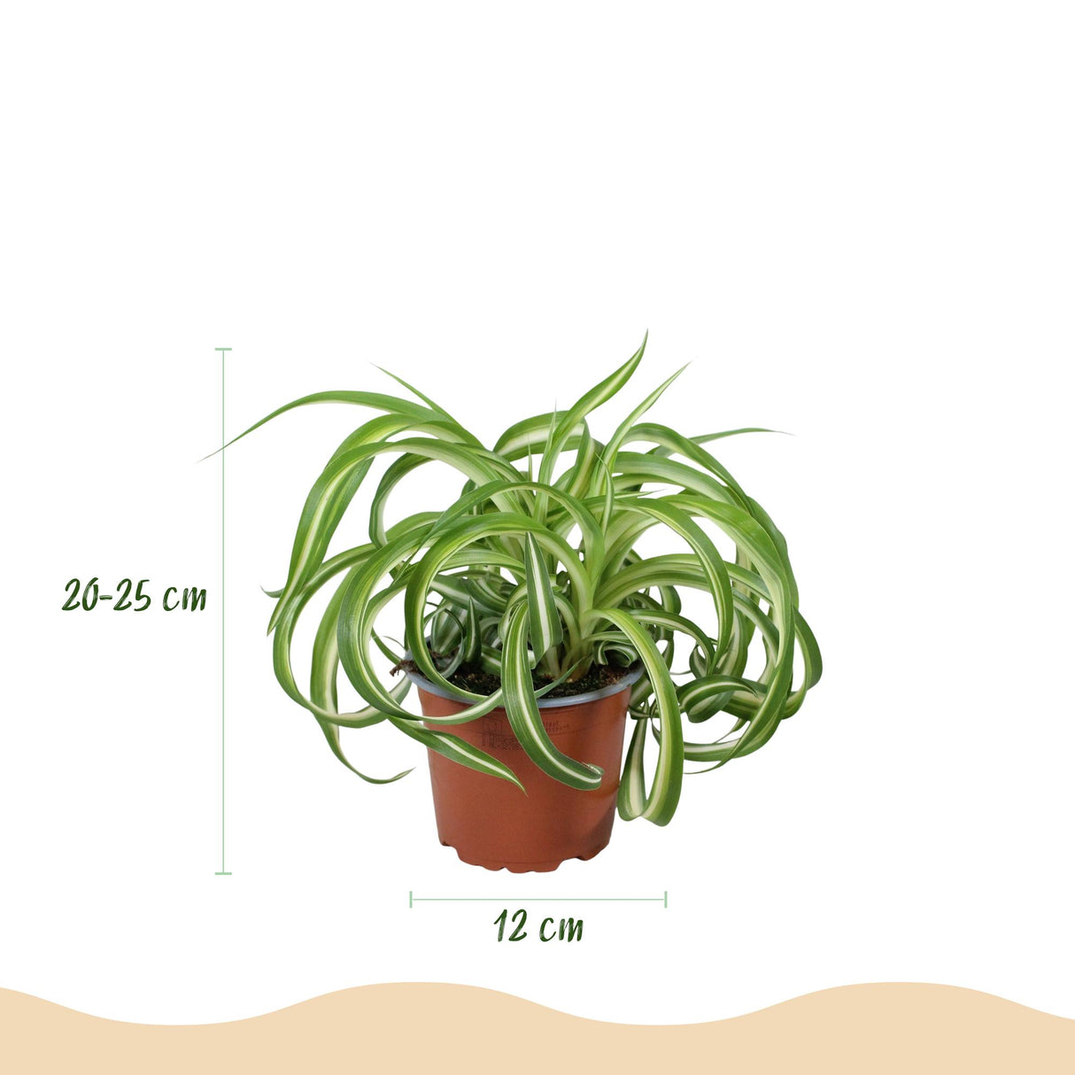 Chlorophytum comosum Bonnie - Krullende Graslelie - Huisdiervriendelijke Plant - Groen - 4 Planten - met Potter Grijs - Pot 12cm - Hoogte 20cm