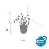 48x Vinca minor 'Blue and Gold' - ↕10-25cm - Ø9cm