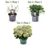 Hortensia - Hydrangea Magical Jewel Blue - Blauw - 6-10 Bloemen - Pot 23cm Hoogte 55cm